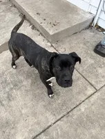 Cobolt, a male Cane Corso for sale in Midlothian, IL – Photo 2 of 4