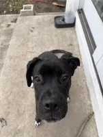 Cobolt, a male Cane Corso for sale in Midlothian, IL – Photo 4 of 4