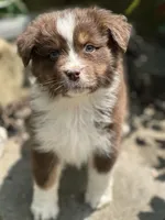 processed/5ee11d29-23ad-4780-b2f0-213b3353dc56/facility/09838fb9-e99a-4b1c-aa3b-d5b47ca8b660