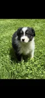 Melody, a female Australian Shepherd for sale in Bethany, CT – Photo 2 of 4