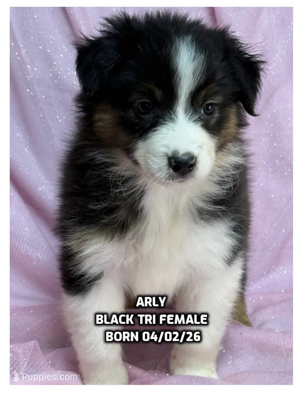 Arly – Australian Shepherd puppy for sale in Bethany, CT
