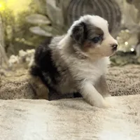 Skittles, a female Australian Shepherd for sale in Bethany, CT – Photo 2 of 4