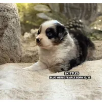 Skittles, a female Australian Shepherd for sale in Bethany, CT – Photo 1 of 4