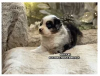 Skittles, a female Australian Shepherd for sale in Bethany, CT – Photo 1 of 4