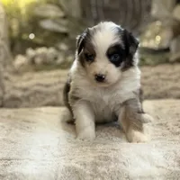 Skittles, a female Australian Shepherd for sale in Bethany, CT – Photo 3 of 4