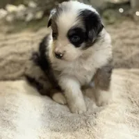 Skittles, a female Australian Shepherd for sale in Bethany, CT – Photo 4 of 4