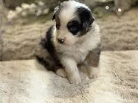 Skittles, a female Australian Shepherd for sale in Bethany, CT – Photo 4 of 4