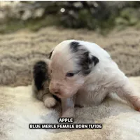 Apple, a female Australian Shepherd for sale in Bethany, CT – Photo 2 of 4