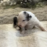 Apple, a female Australian Shepherd for sale in Bethany, CT – Photo 1 of 4