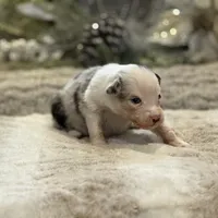 Apple, a female Australian Shepherd for sale in Bethany, CT – Photo 3 of 4