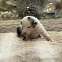 Apple, a female Australian Shepherd for sale in Bethany, CT – Photo 4 of 4