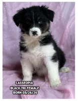 Cassiopeia, a female Australian Shepherd for sale in Bethany, CT – 4 of 4