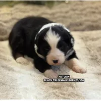 Autumn, a female Australian Shepherd for sale in Bethany, CT – Photo 1 of 3