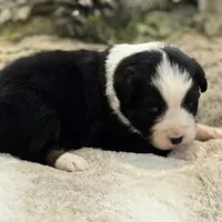 Autumn, a female Australian Shepherd for sale in Bethany, CT – Photo 3 of 3