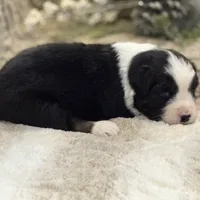 Autumn, a female Australian Shepherd for sale in Bethany, CT – Photo 2 of 3