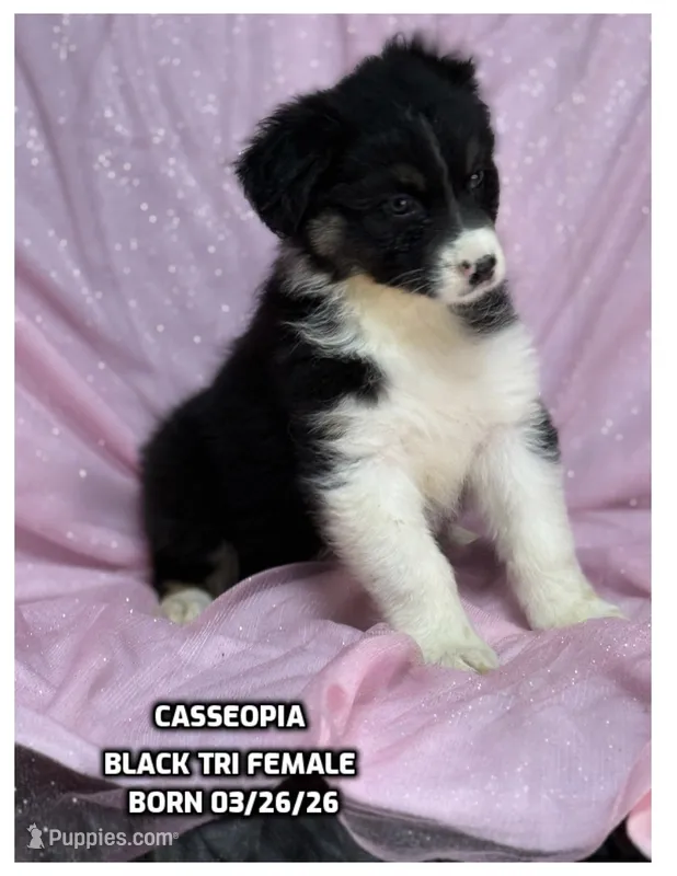 Cassiopeia – Australian Shepherd puppy for sale in Bethany, CT