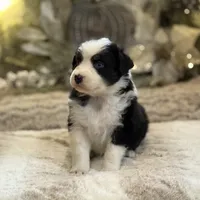 Symphony, a female Australian Shepherd for sale in Bethany, CT – Photo 3 of 5