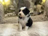 Symphony, a female Australian Shepherd for sale in Bethany, CT – Photo 3 of 5