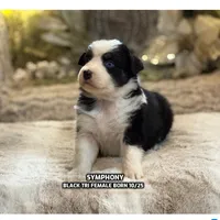 Symphony, a female Australian Shepherd for sale in Bethany, CT – Photo 1 of 5