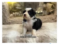 Symphony, a female Australian Shepherd for sale in Bethany, CT – Photo 1 of 5