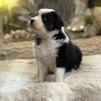 Symphony, a female Australian Shepherd for sale in Bethany, CT – Photo 4 of 5