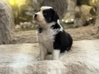 Symphony, a female Australian Shepherd for sale in Bethany, CT – Photo 4 of 5