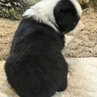 Symphony, a female Australian Shepherd for sale in Bethany, CT – Photo 2 of 5