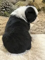 Symphony, a female Australian Shepherd for sale in Bethany, CT – Photo 2 of 5