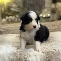 Symphony, a female Australian Shepherd for sale in Bethany, CT – Photo 5 of 5