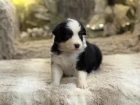 Symphony, a female Australian Shepherd for sale in Bethany, CT – Photo 5 of 5