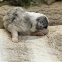 Aurora, a female Australian Shepherd for sale in Bethany, CT – Photo 8 of 8
