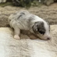 Aurora, a female Australian Shepherd for sale in Bethany, CT – Photo 2 of 8