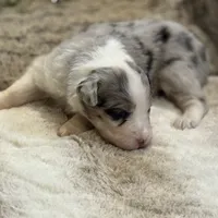 Aurora, a female Australian Shepherd for sale in Bethany, CT – Photo 3 of 8