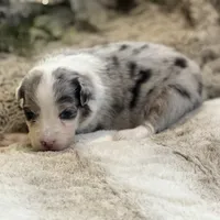 Aurora, a female Australian Shepherd for sale in Bethany, CT – Photo 4 of 8