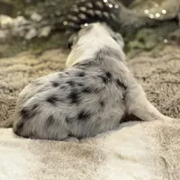 Aurora, a female Australian Shepherd for sale in Bethany, CT – Photo 7 of 8