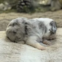 Aurora, a female Australian Shepherd for sale in Bethany, CT – Photo 6 of 8