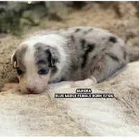 Aurora, a female Australian Shepherd for sale in Bethany, CT – Photo 1 of 8