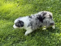 Maya, a female Australian Shepherd for sale in Bethany, CT – Photo 2 of 4