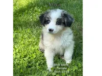 Maya, a female Australian Shepherd for sale in Bethany, CT – Photo 3 of 4