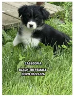 Cassiopeia, a female Australian Shepherd for sale in Bethany, CT – 2 of 4