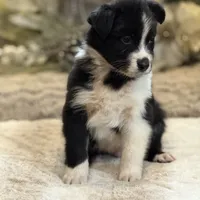 Storm, a male Australian Shepherd for sale in Bethany, CT – Photo 2 of 4
