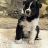 Storm, a male Australian Shepherd for sale in Bethany, CT – Photo 4 of 4