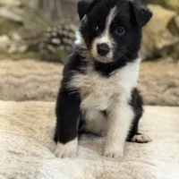 Storm, a male Australian Shepherd for sale in Bethany, CT – Photo 3 of 4