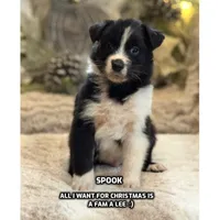 Storm, a male Australian Shepherd for sale in Bethany, CT – Photo 1 of 4