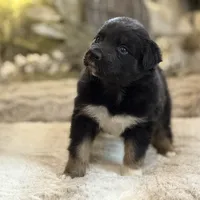 Scorched, a male Australian Shepherd for sale in Bethany, CT – Photo 4 of 4