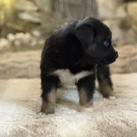 Scorched, a male Australian Shepherd for sale in Bethany, CT – Photo 3 of 4