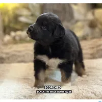 Scorched, a male Australian Shepherd for sale in Bethany, CT – Photo 1 of 4