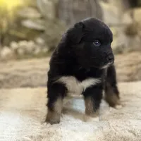 Scorched, a male Australian Shepherd for sale in Bethany, CT – Photo 2 of 4