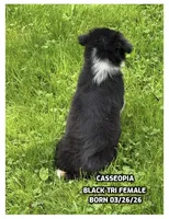Cassiopeia, a female Australian Shepherd for sale in Bethany, CT – 3 of 4