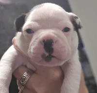 Gray our Gentle Giant, a male Boston Terrier for sale in Yakima, WA – 7 of 10